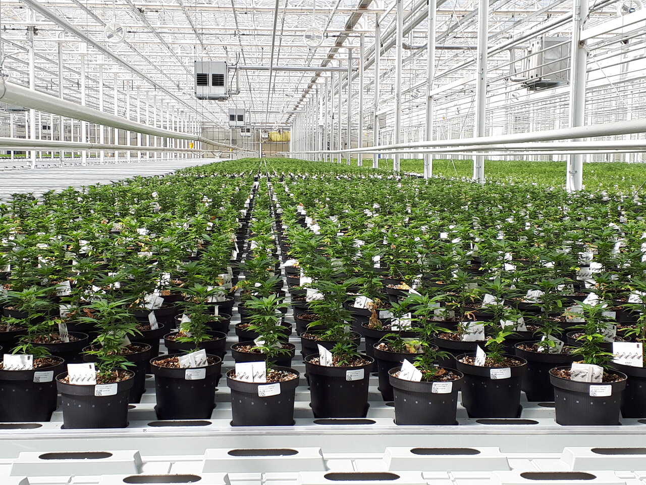 Greenhouse cannabis