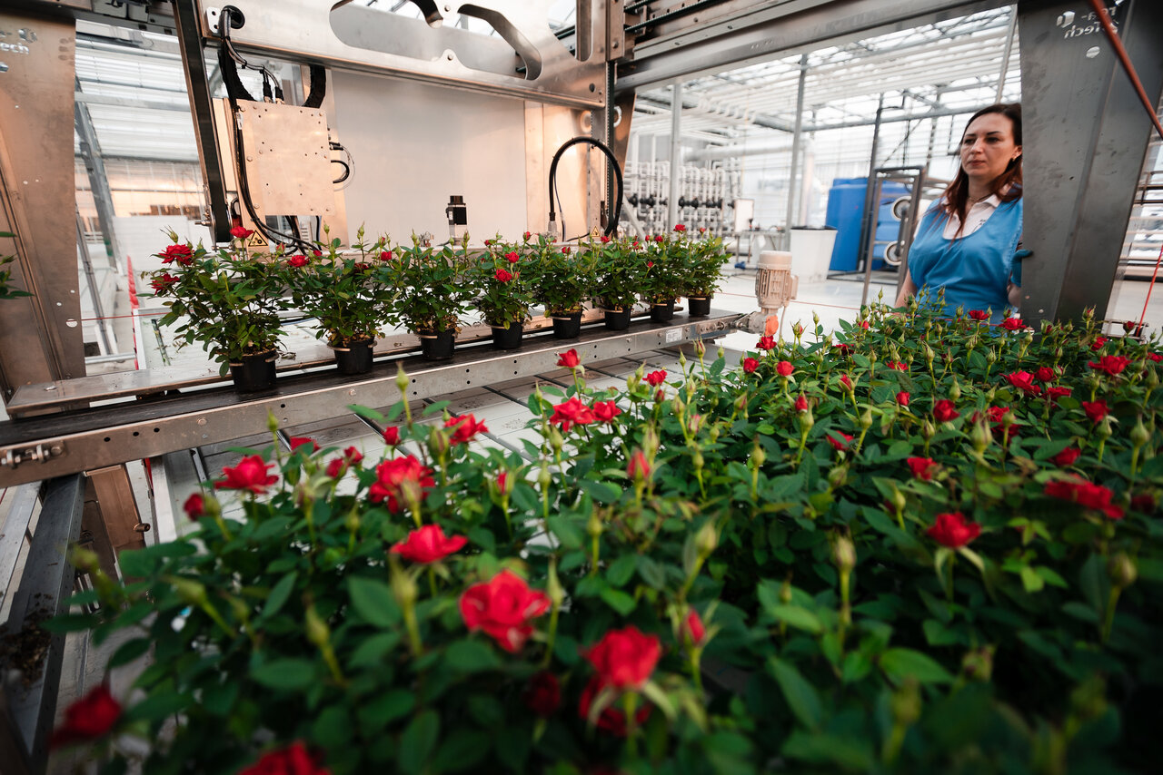 Labour-savings with potting and spacing robotics