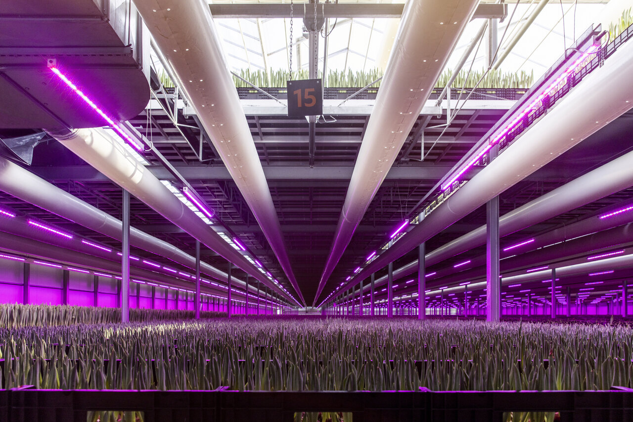 Vertical Farming